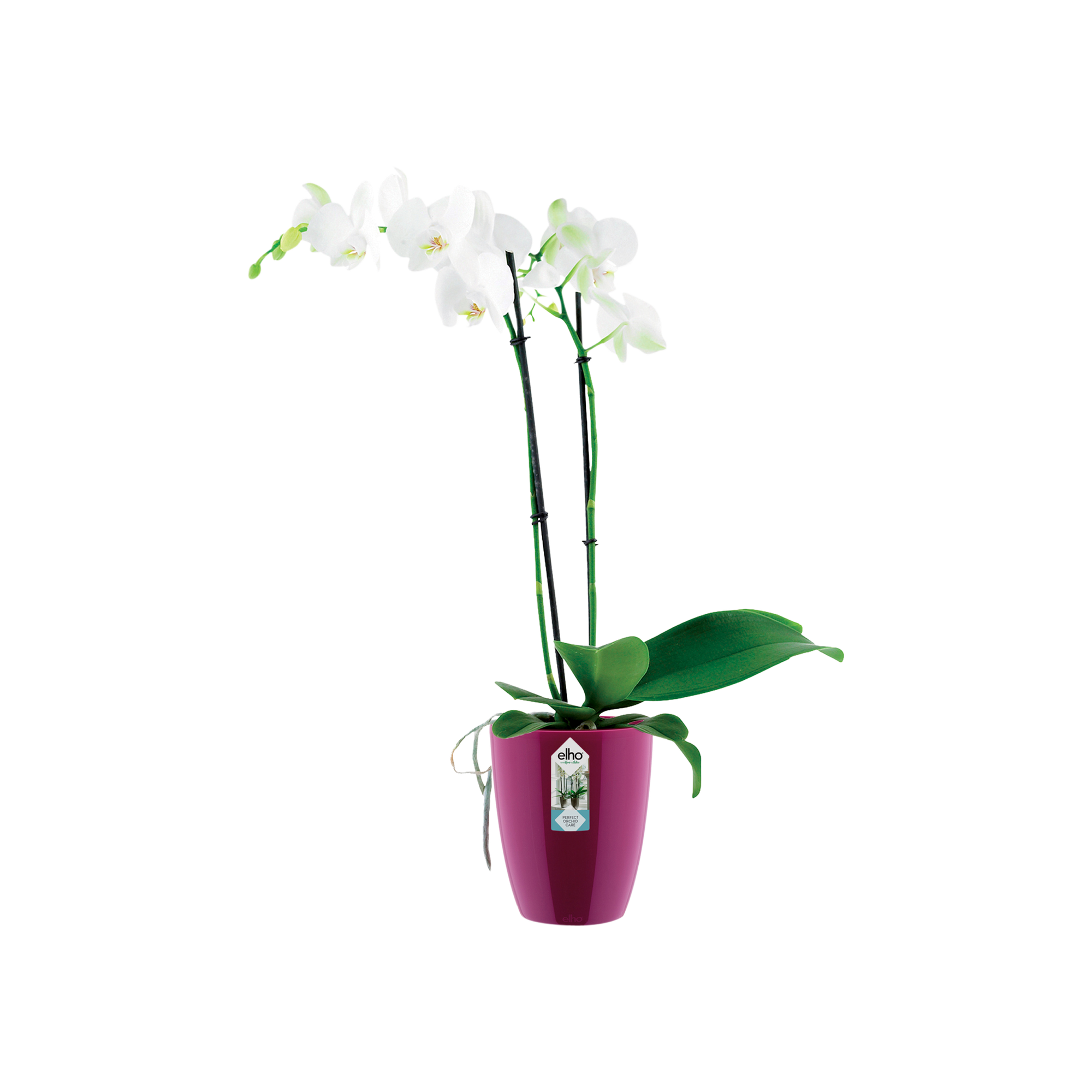brussels orchidée haut 12,5cm transparent - elho® - Give room to nature