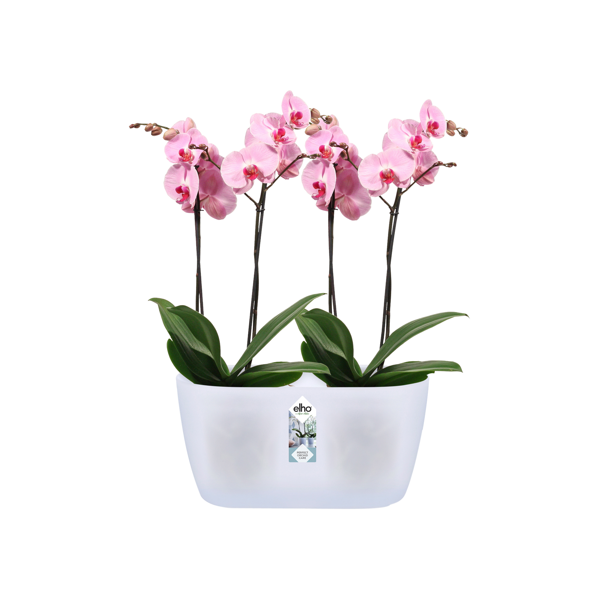 vervaldatum zone optocht brussels orchidee duo 25cm transparant - elho® - Give room to nature