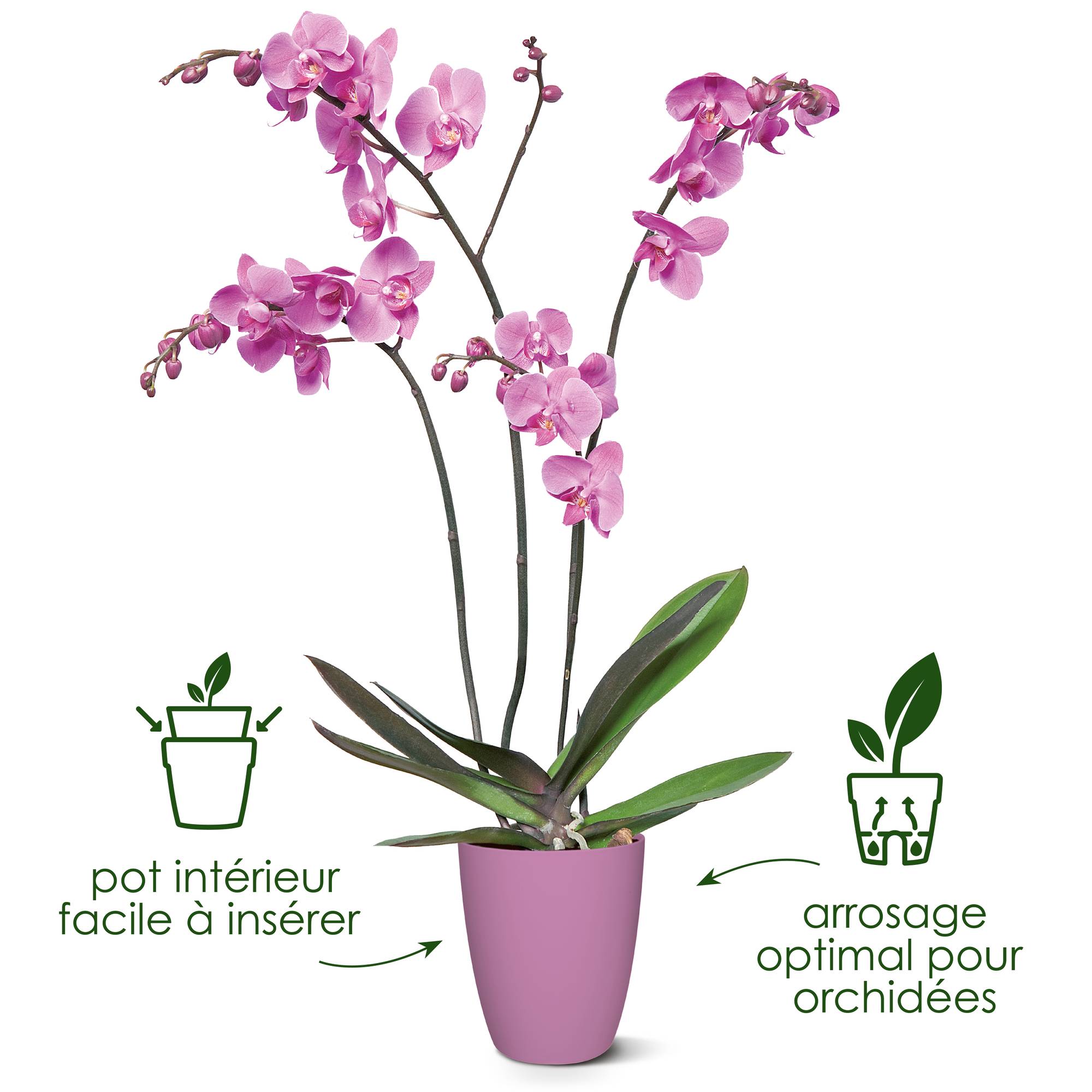 brussels orchidée haut 12,5cm transparent - elho® - Give room to nature