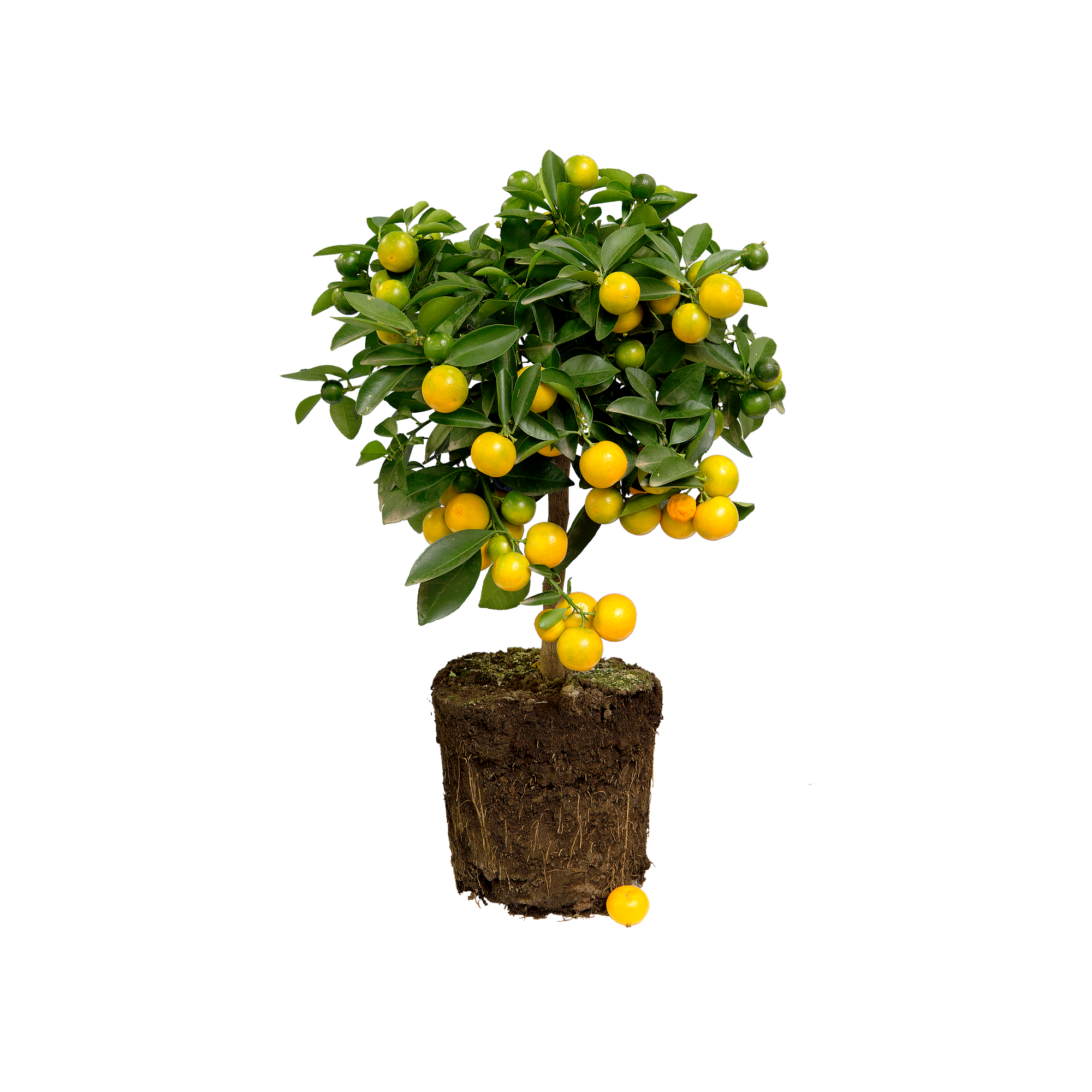 Citrus x limon lemon tree - elho® - Give room to nature