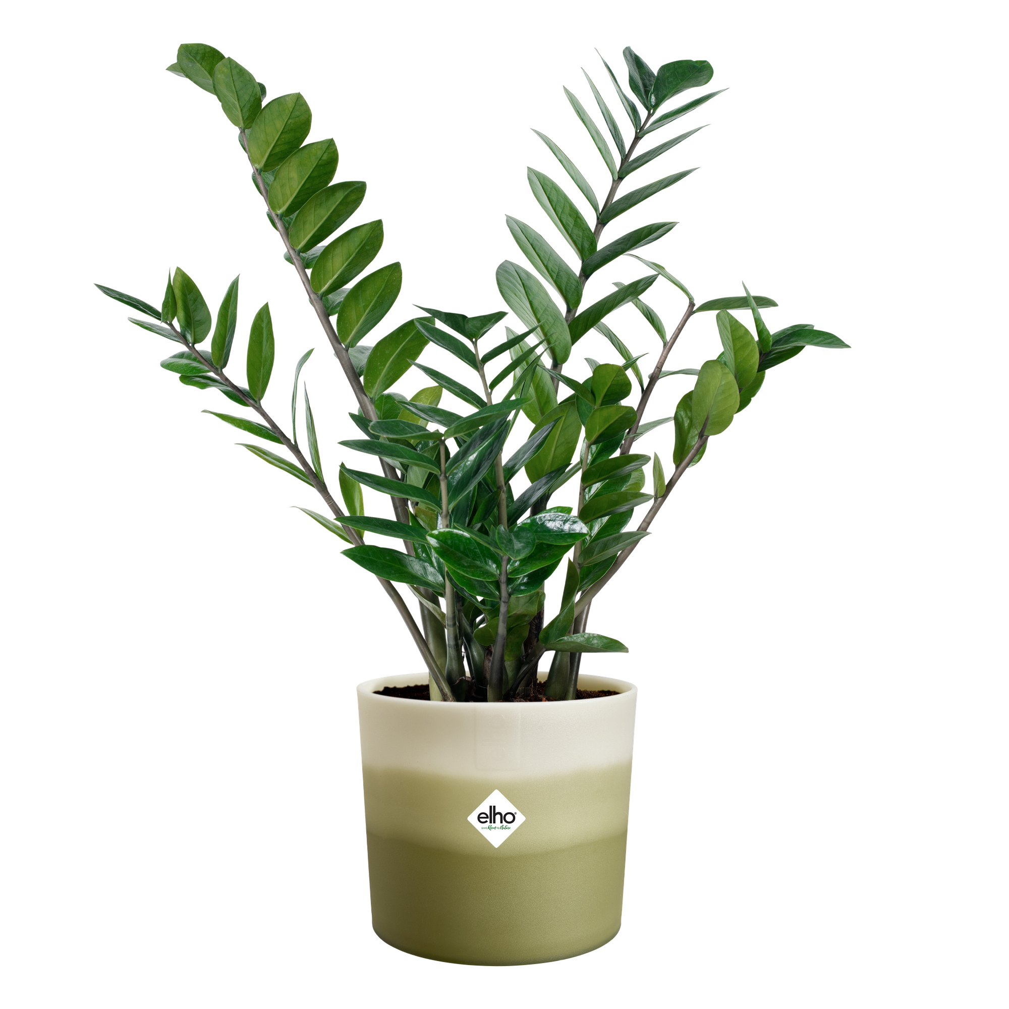 1 rotolo di 6 mm verde hamilworth vaso 50 metri di nastro lungo