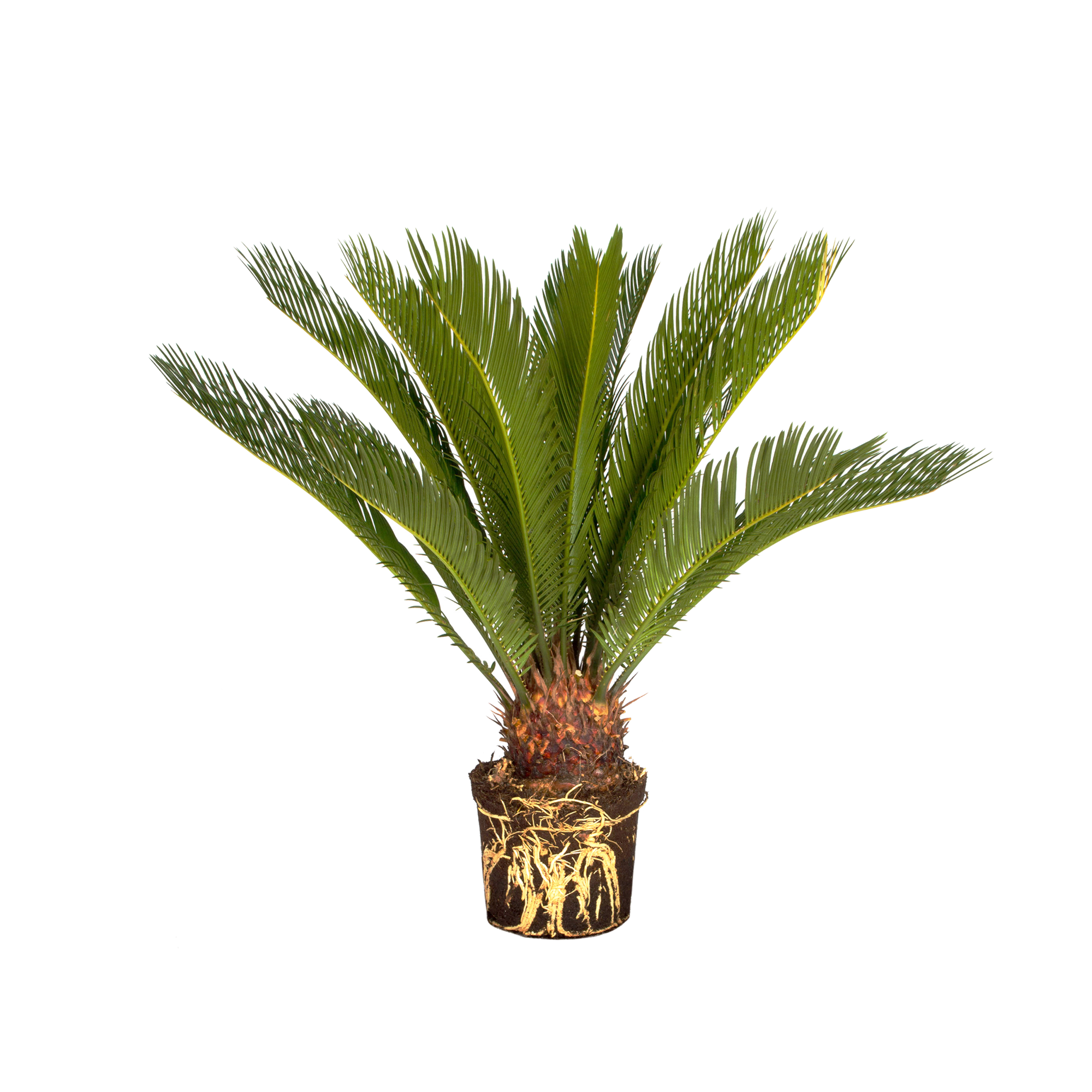 cycas revoluta palmfarn - elho® - give room to nature