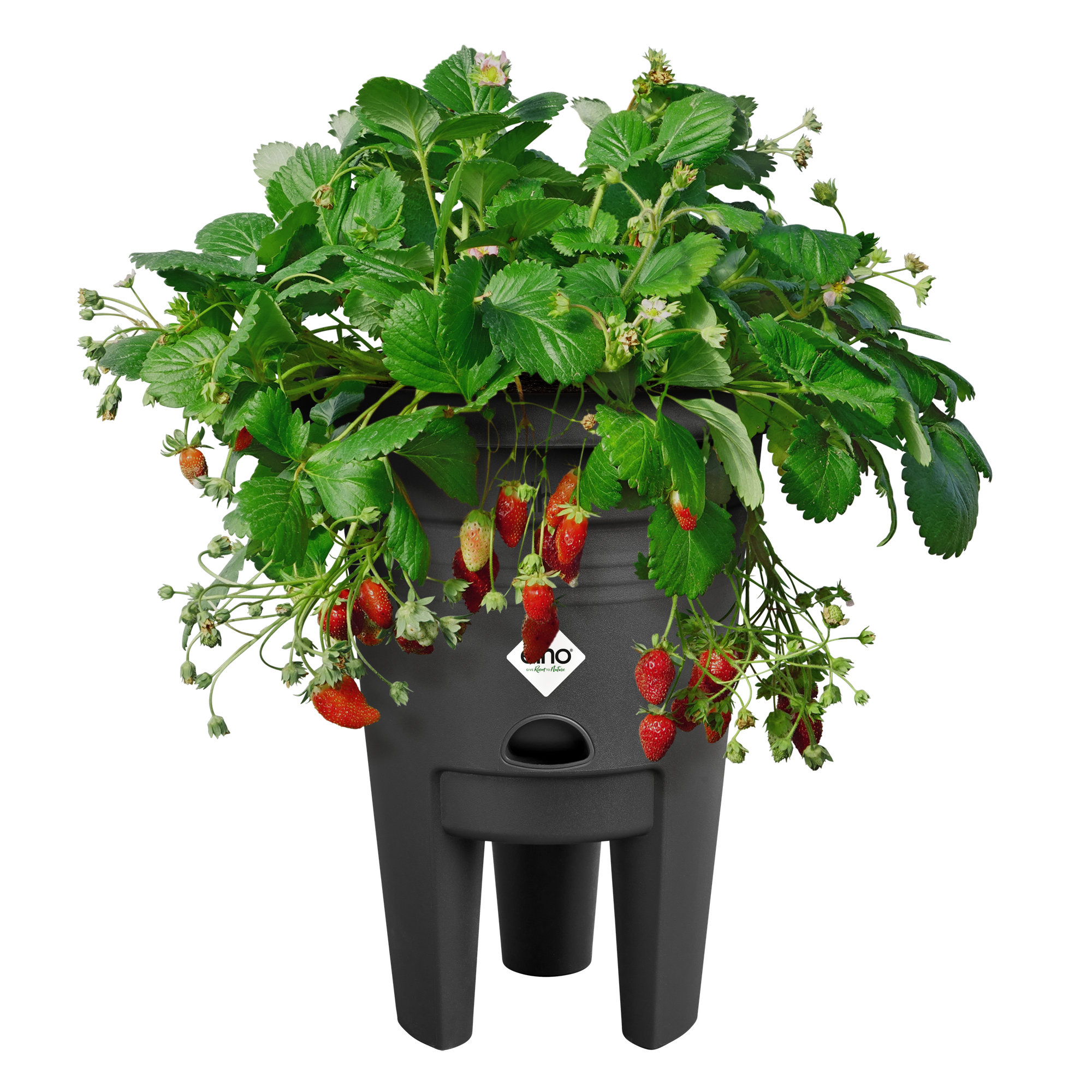 green basics aardbeien pot 33cm living black - elho - Give room to nature