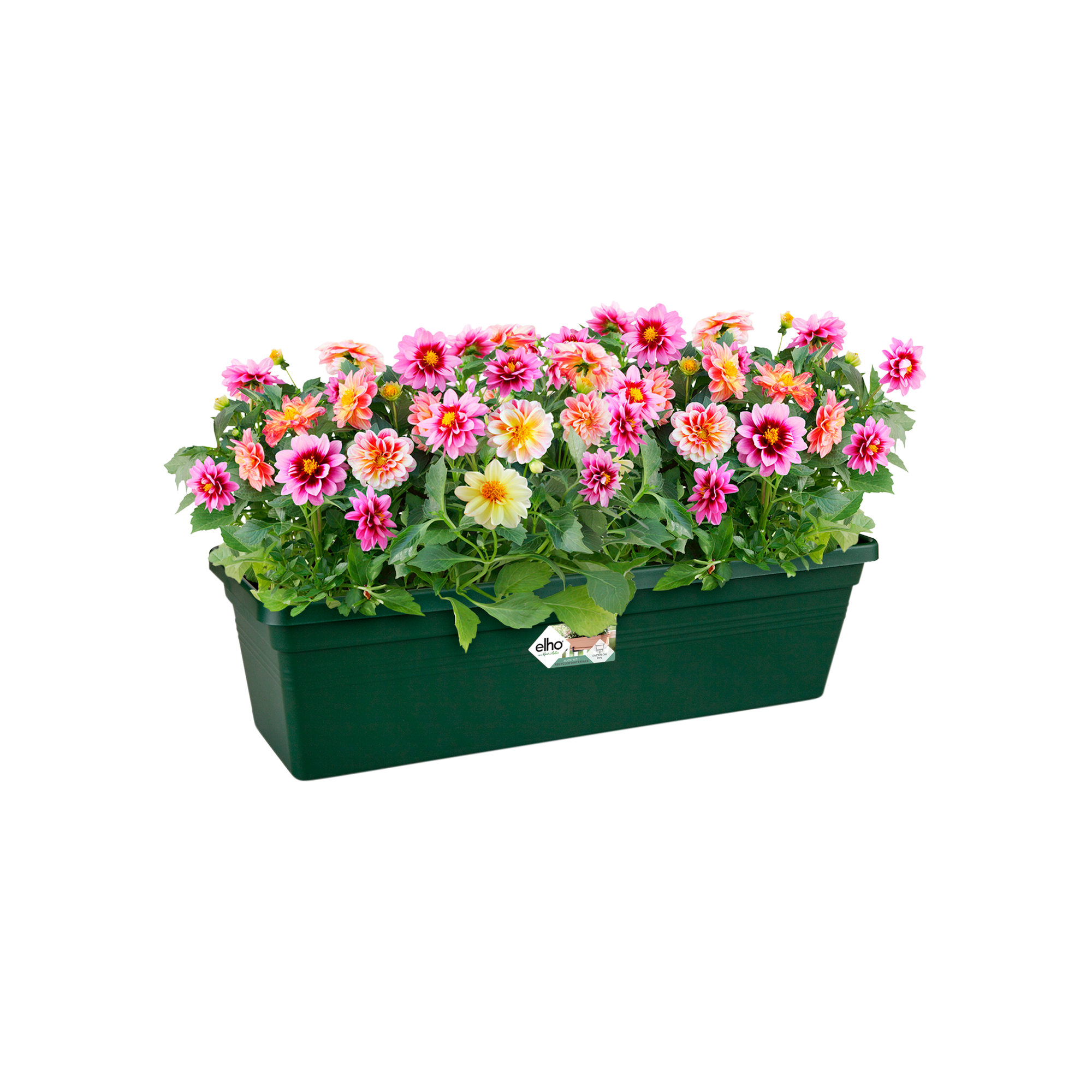 petunien blumenkasten Blumensamen Balkonkasten Mischung