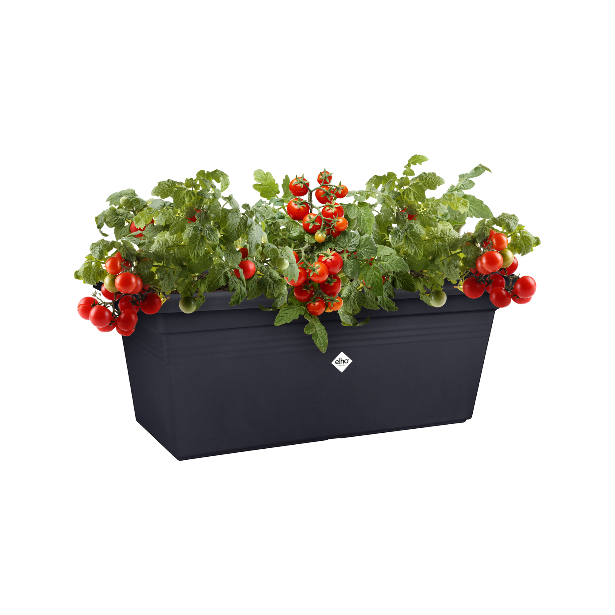 salbei blumenkasten Salbei Salvador  Kruterpflanze in Grtnerqualitt kaufen