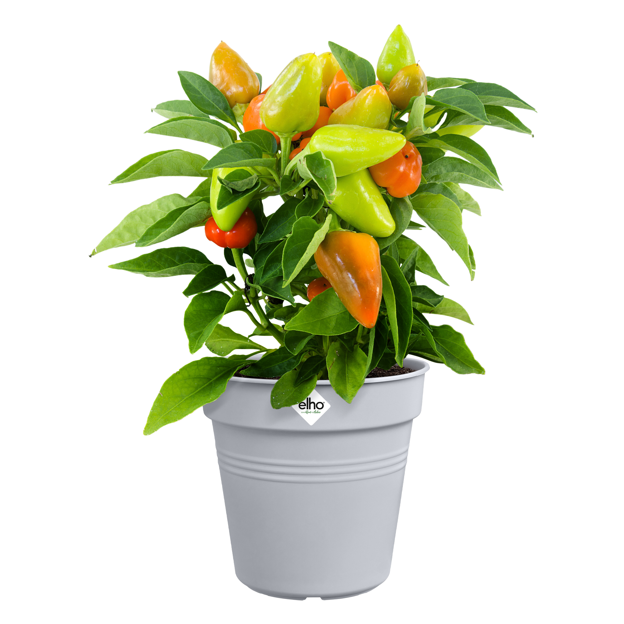 Elho Green Basic Growpot 17 Mild Terra vaso