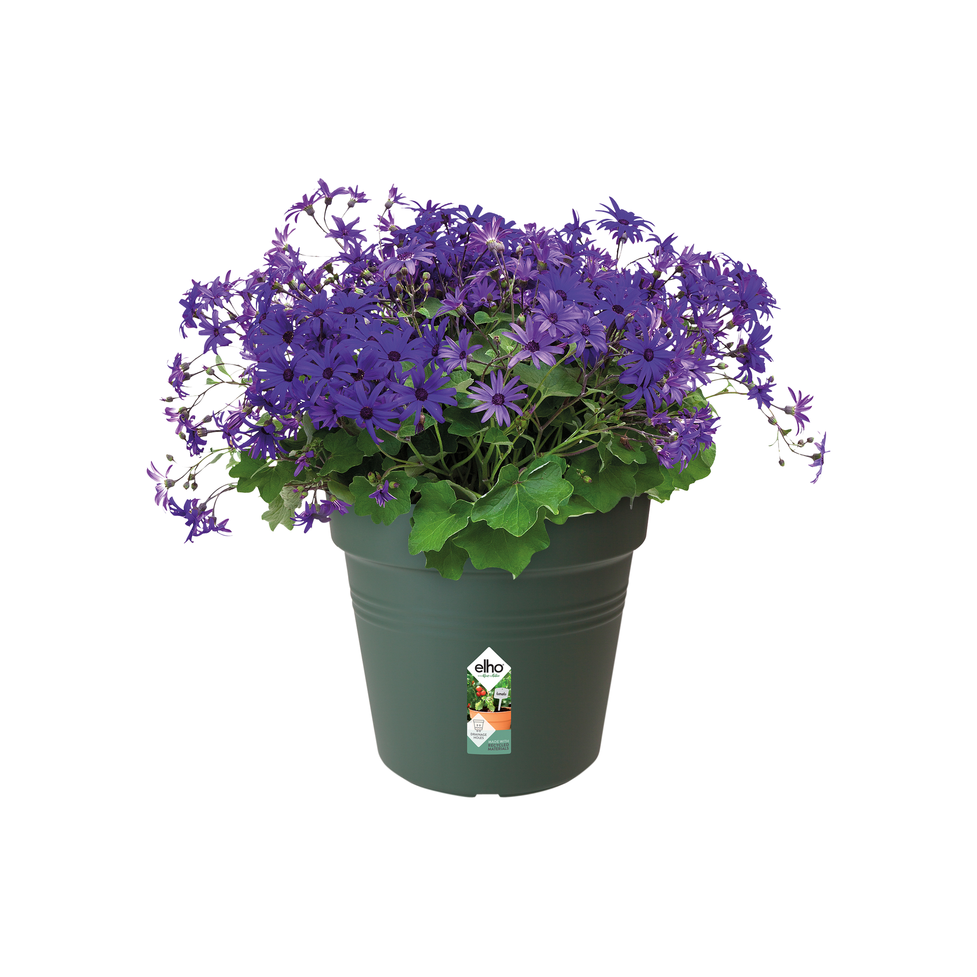 Poinsettia in Plastic Grow pot 17cm