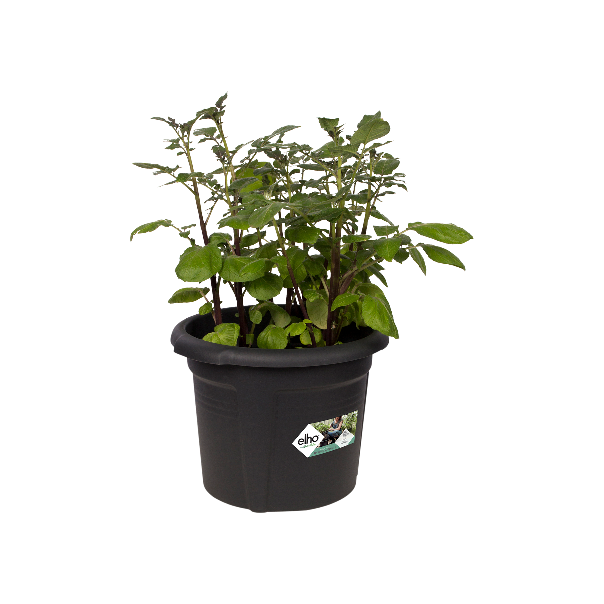 ameisen blumenkasten Balkonbox Royal White kaufen main image 0
