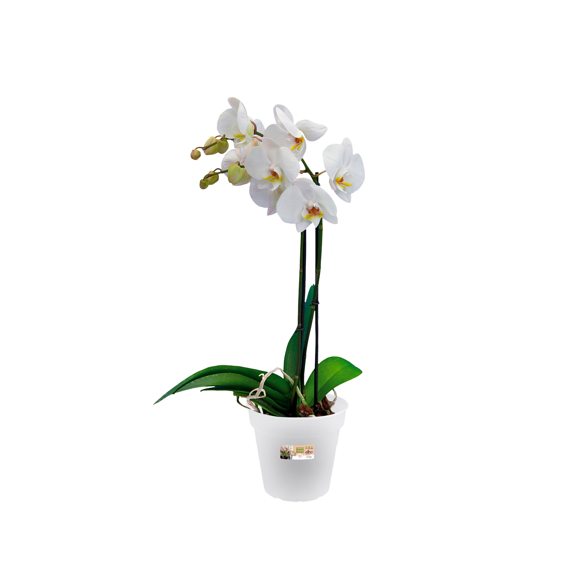 Transparenter Orchideentopf – 15 Cm Durchmesser, Für Optimale Wurzelkontrolle