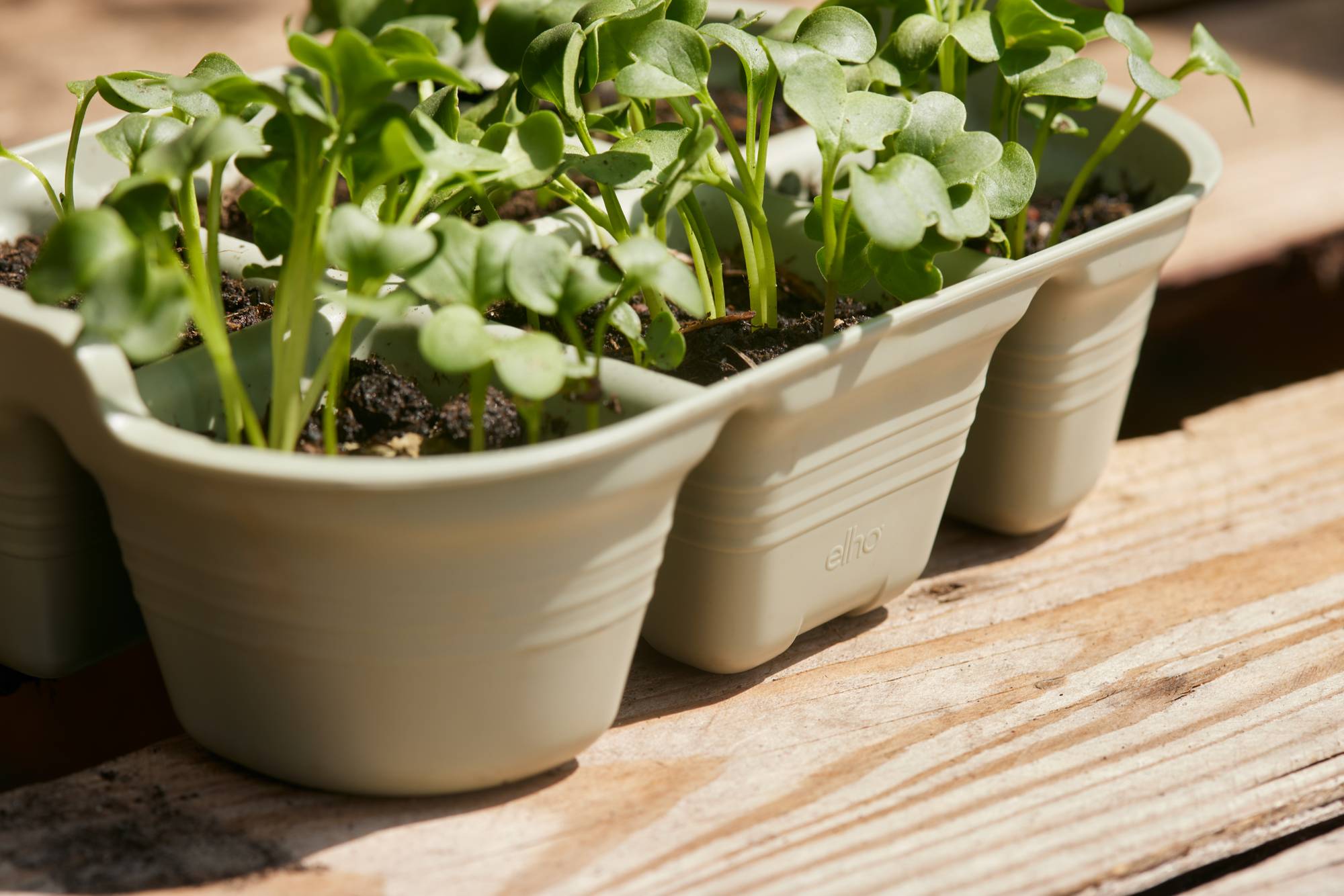 green basics plateau de semis 22cm vert pierre - elho® - Give room to ...