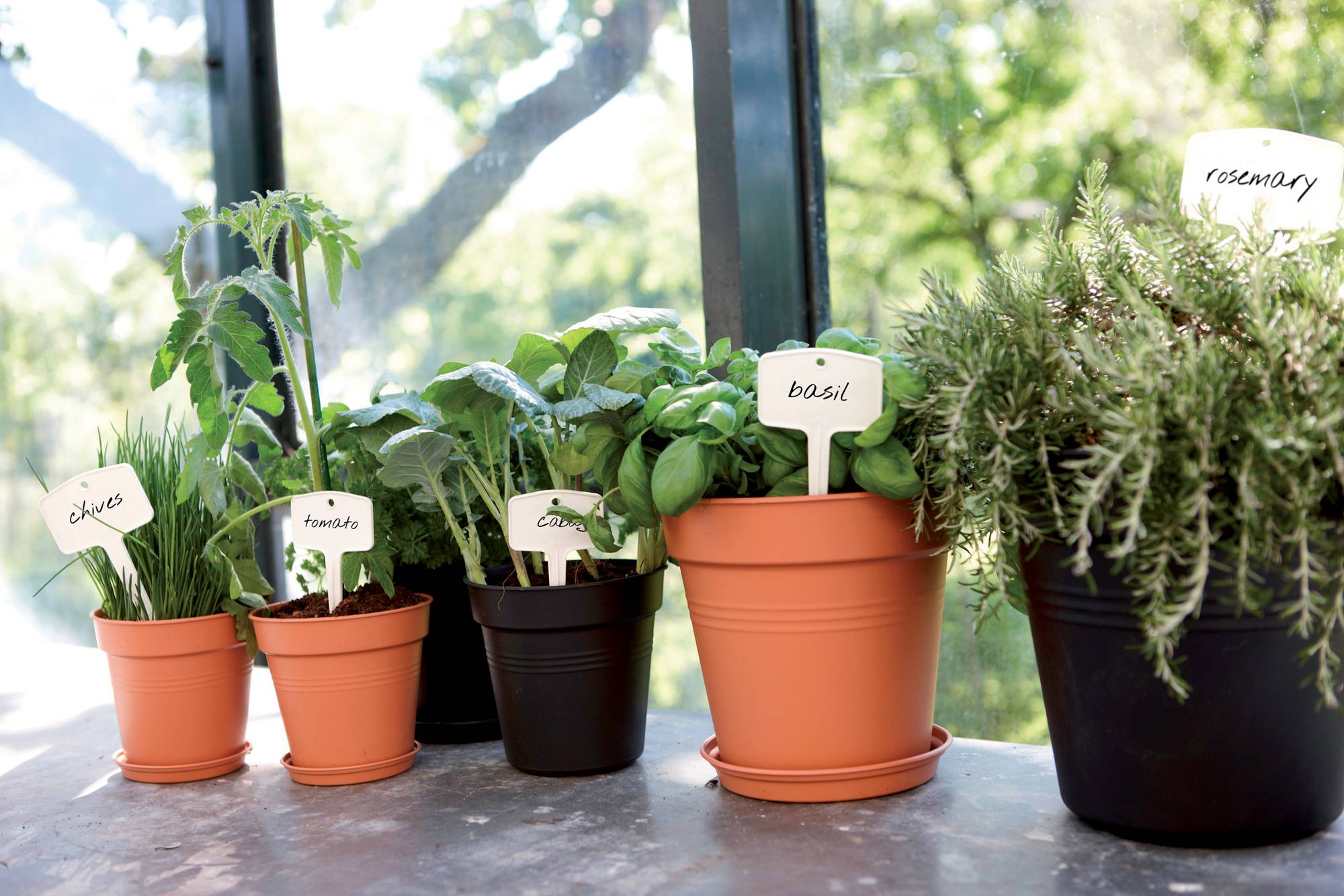 Lot De 50 Pots De Culture Biodégradables 8x8cm - Avec Étiquettes Et Outils, Pour Semis Et Boutures