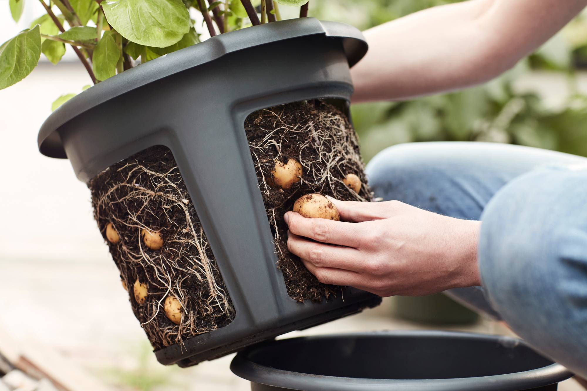 roddel George Eliot krom green basics aardappel pot 33cm living black - elho® - Give room to nature