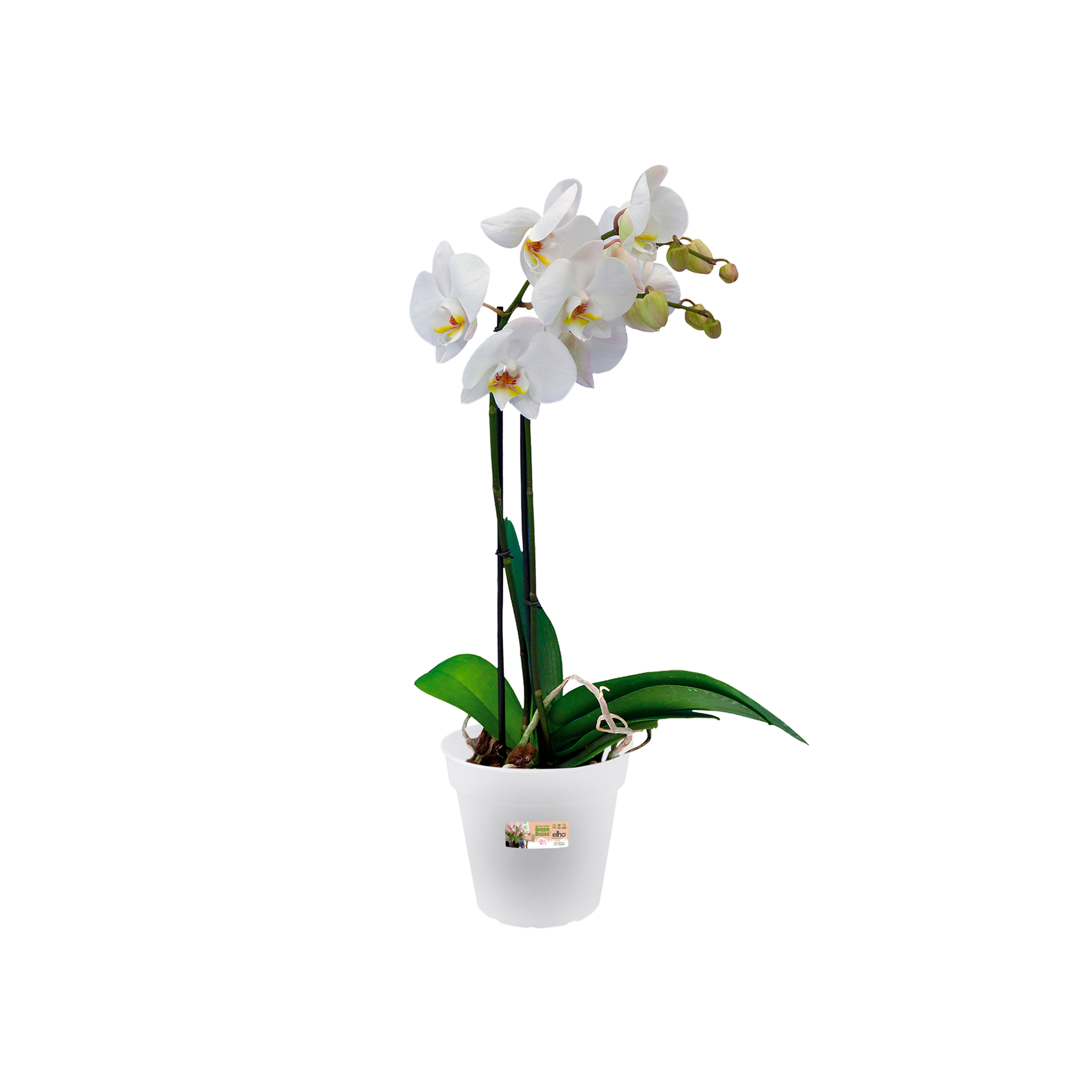 Nature Orchid pot Ø 13cm transparent 1l