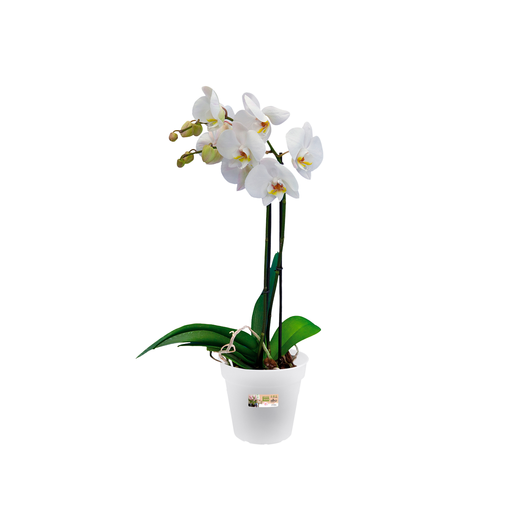 Pizsieat 10 Pièces Pot Transparent Orchidée Pot Orchidee 11,5cm Pot  Transparent Plante avec Trous De Drainage Et Soucoupes pour Orchidée,  Jardin