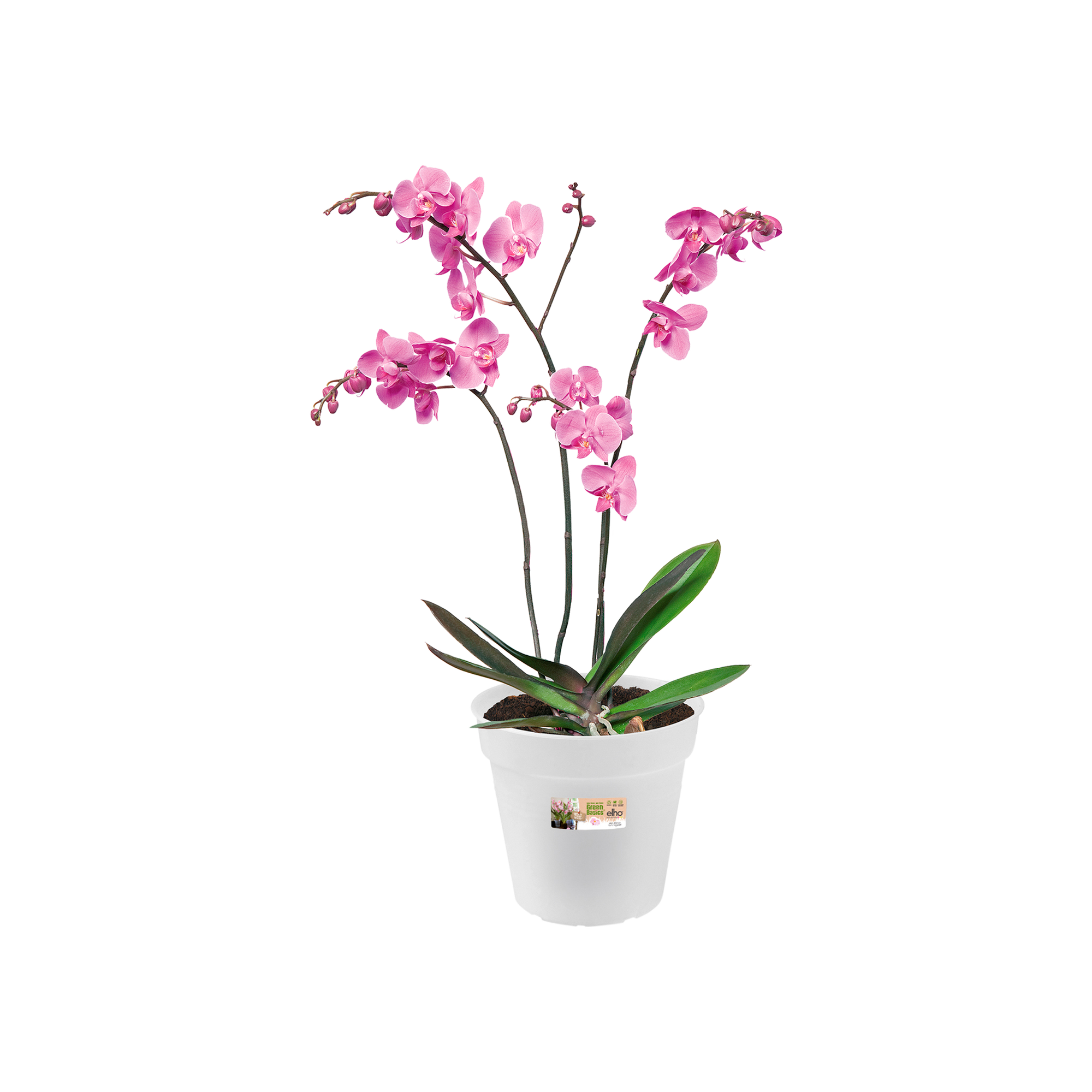elho Pot pour Orchidée GREEN BASICS - Transparent - Bloomling Belgique