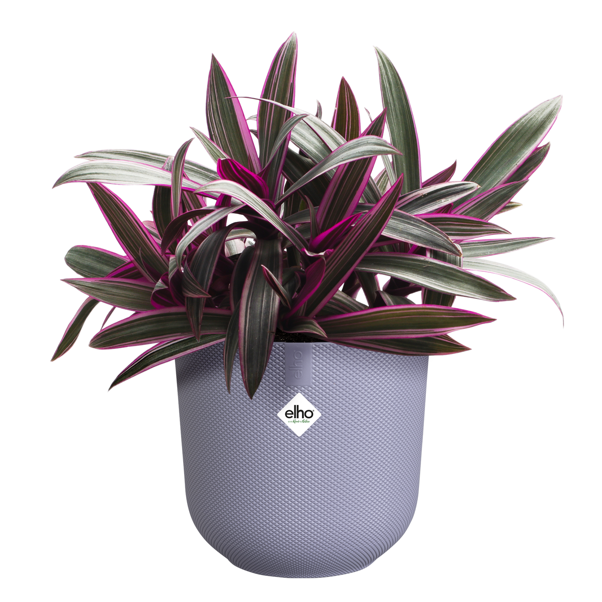 palmen zimmerpflanzen kaufen Dypsis lutescens & Chamaedorea elegans Zimmerpflanze 12cm 40cm