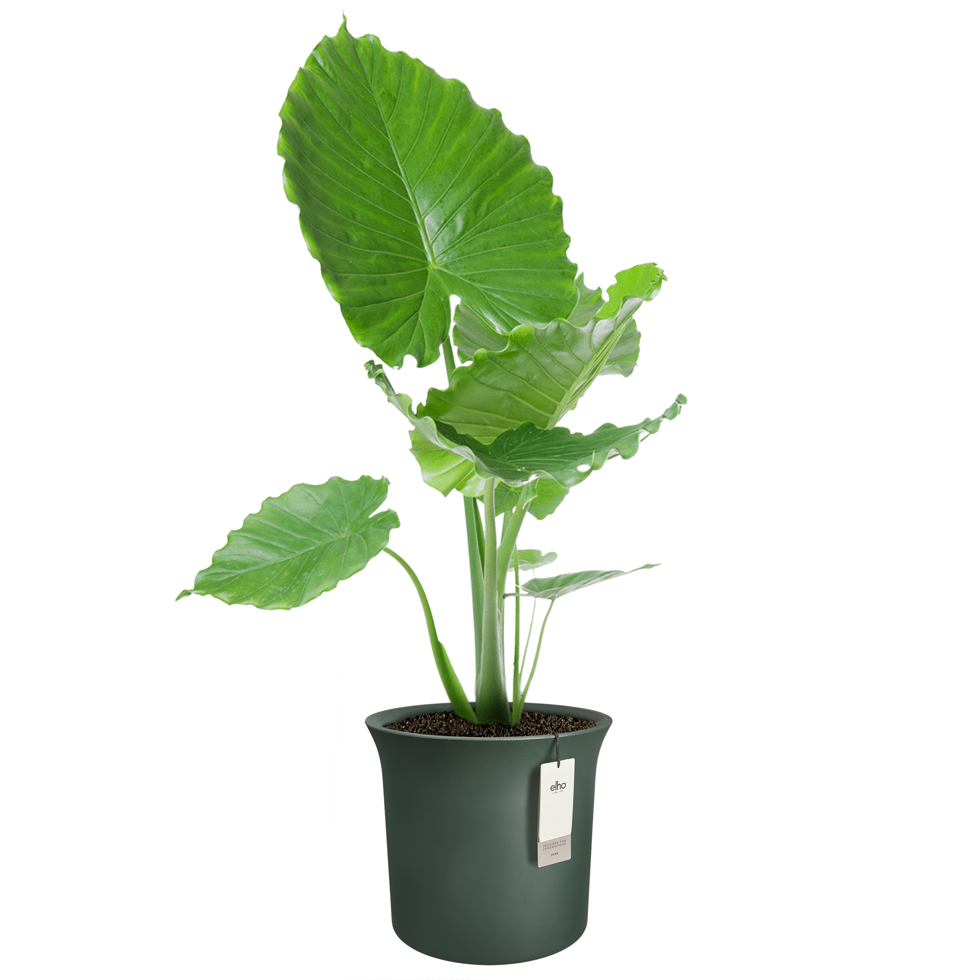 june tulip 47cm emerald grün - elho® - Give room to nature