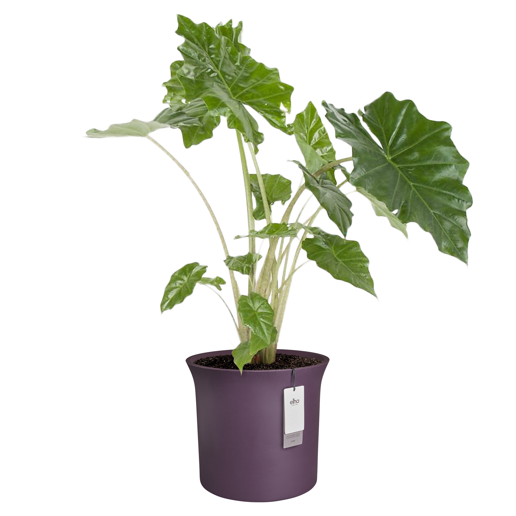 june tulip 40cm vintage pflaume - elho® - Give room to nature