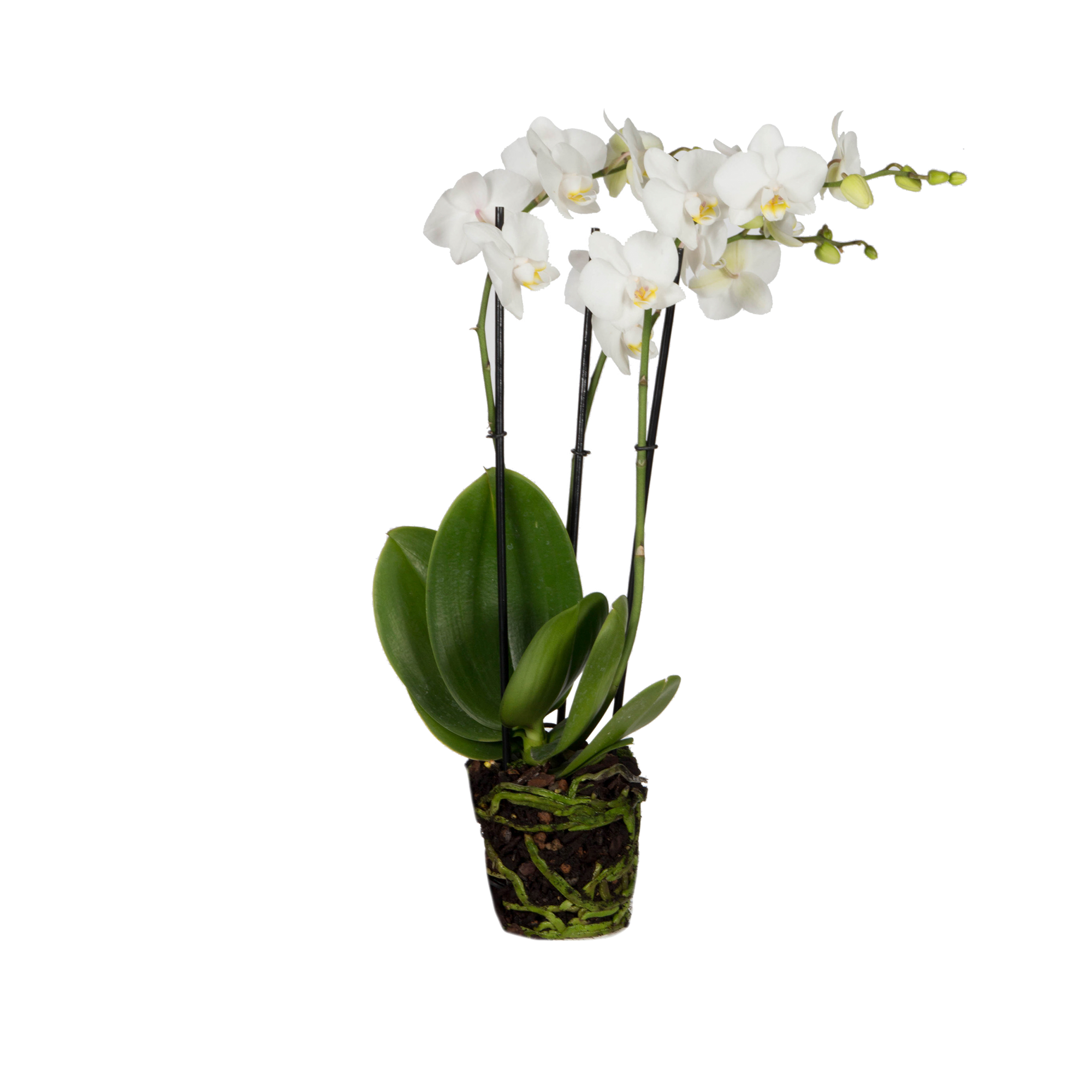 Orchid Phalaenopsis Moth orchid - elho® - Give room to nature