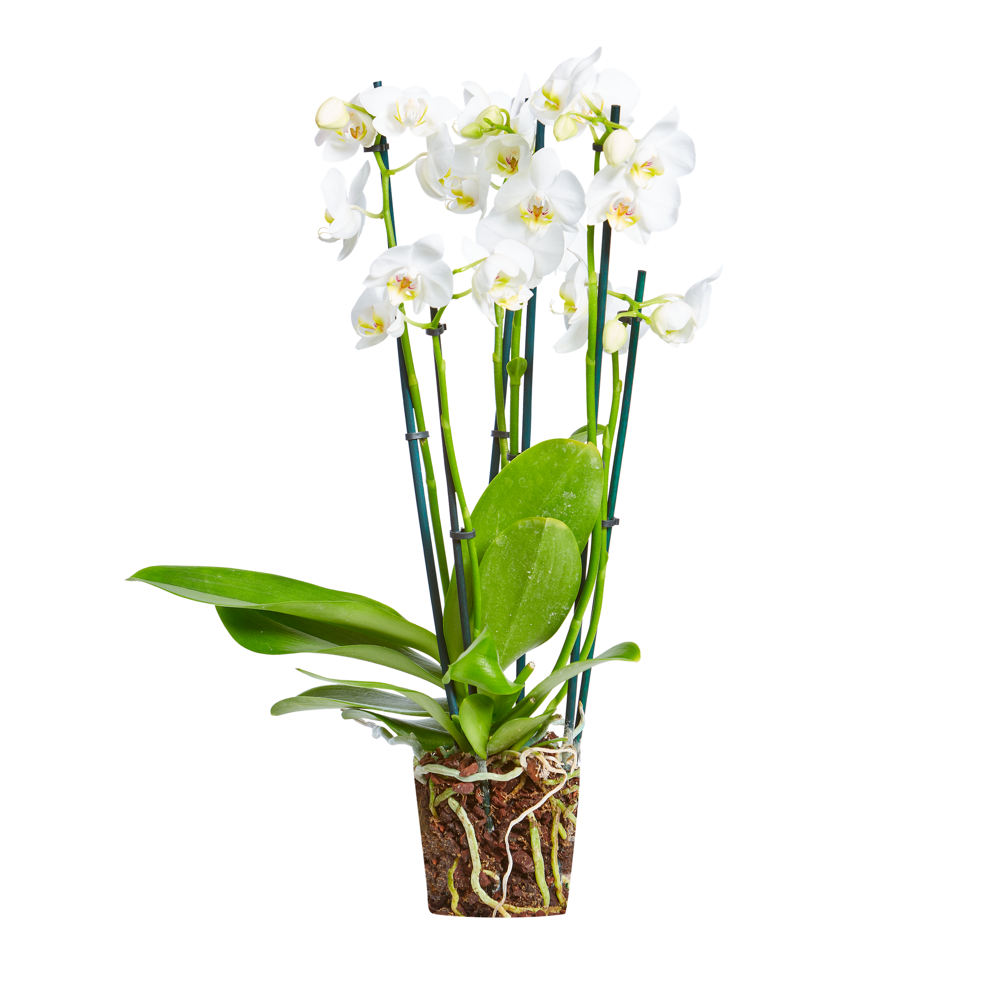 Orchid 'stunning silver' Orchideen   elho®   Give room to nature
