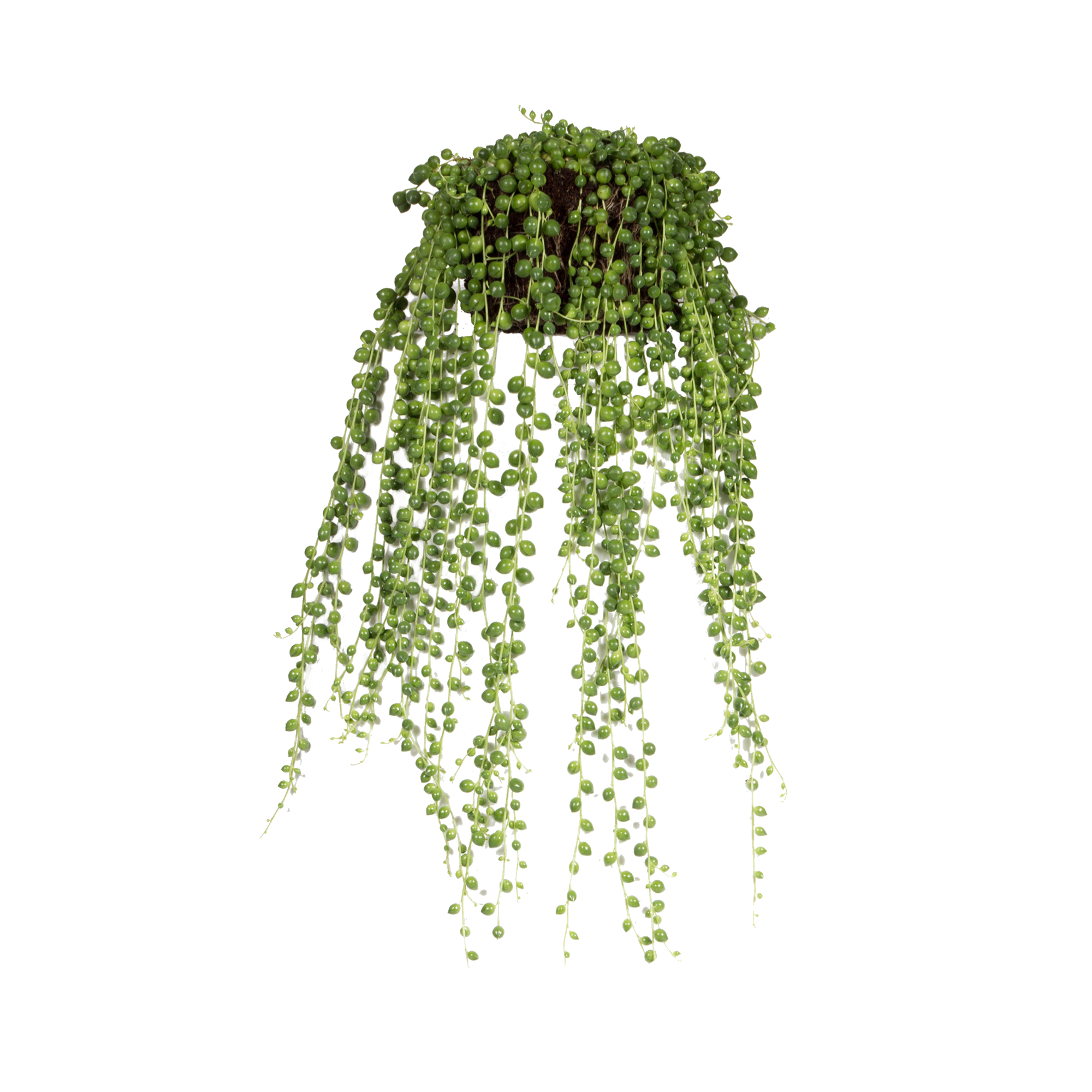 senecio rowleyanus erbsenpflanze - elho® - give room to nature