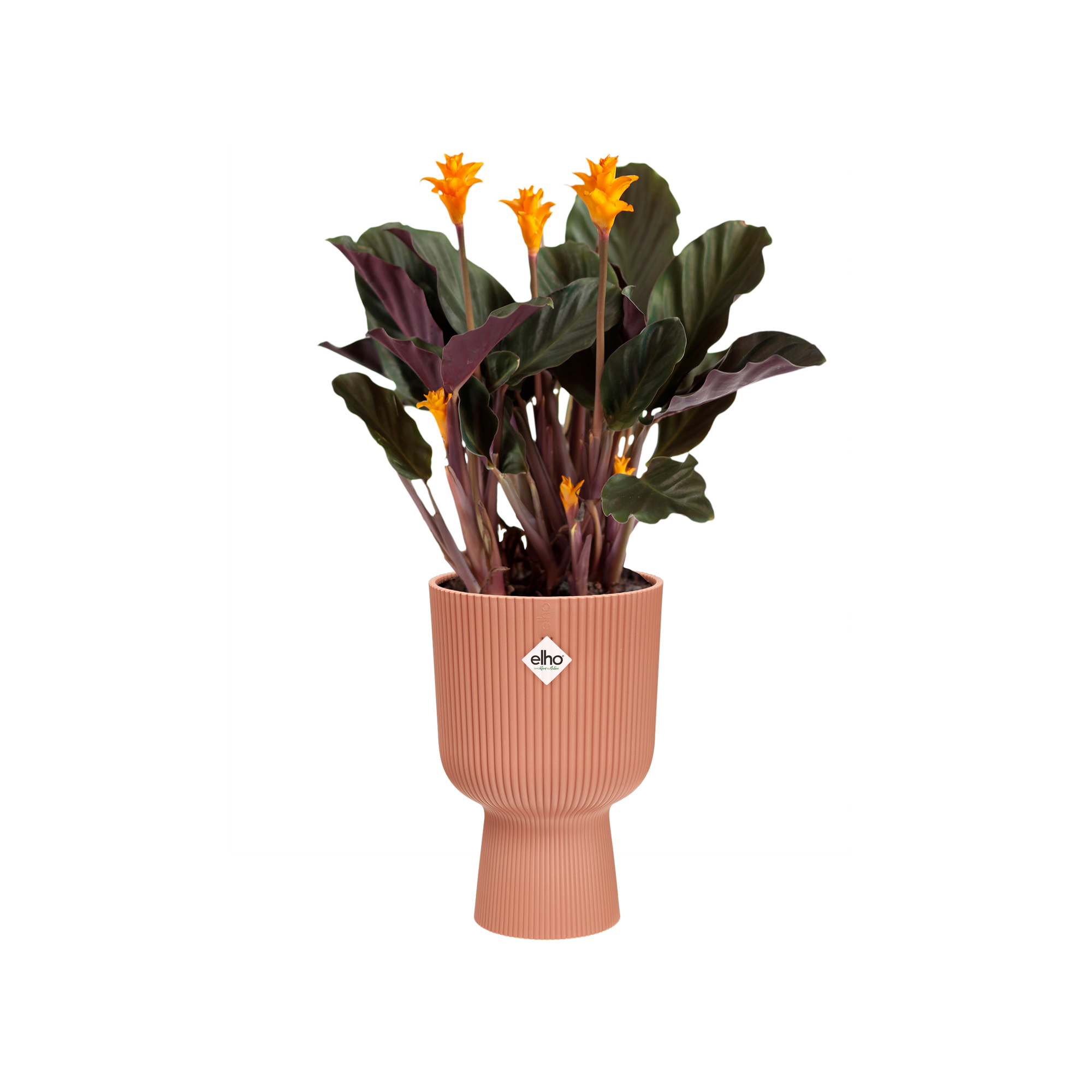 vibes fold coupe 14cm zartrosa - elho - Give room to nature