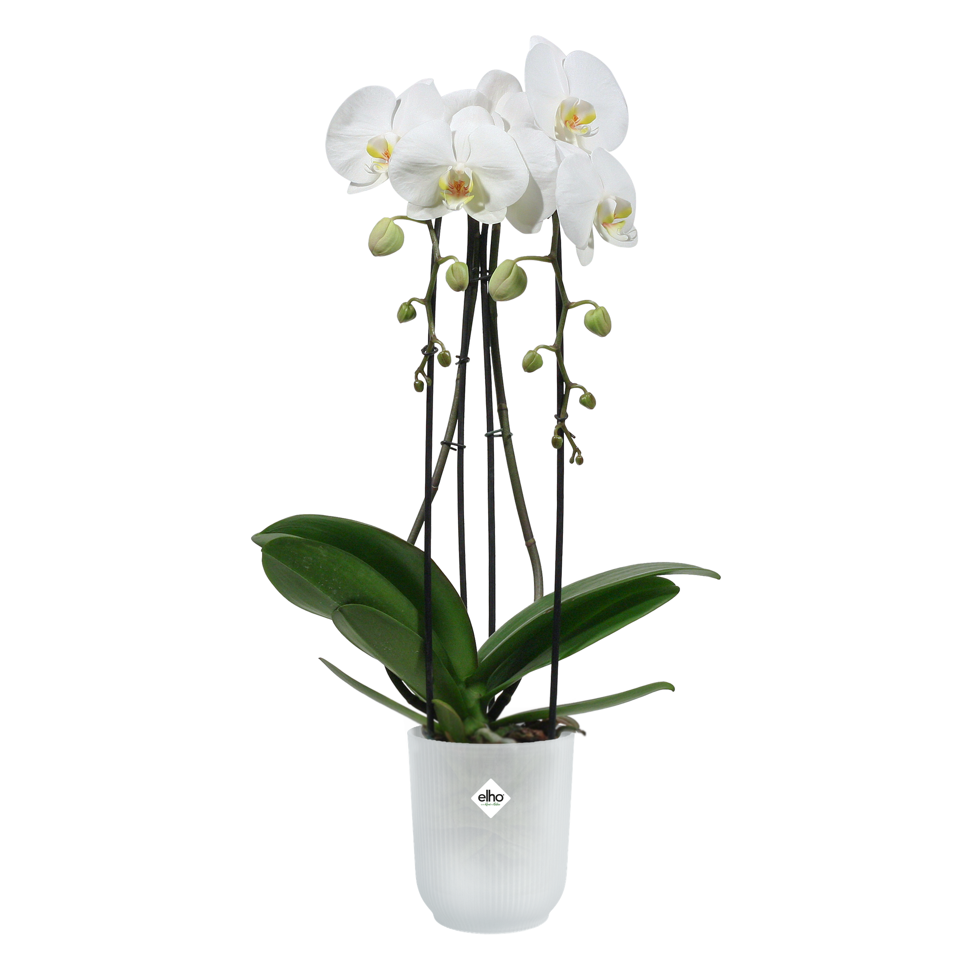 brussels orchidée duo 25cm transparent - elho® - Give room to nature