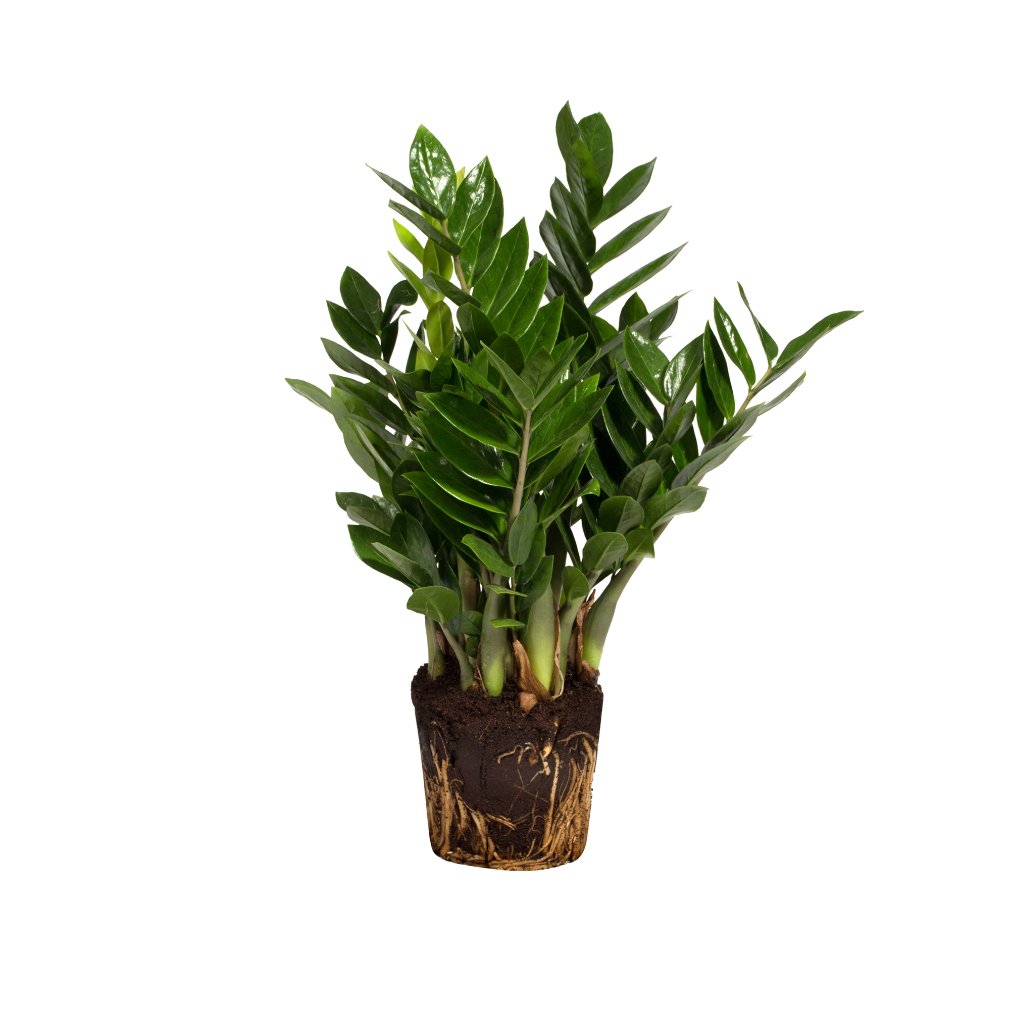 Zamioculcas zamiifolia — la plante ZZ
