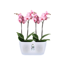 Elho Green Basics Supporto Per Orchidee Trasparente - 63.5 Cm Di Altezza