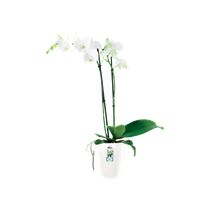 Lys Blanc 5 pieds pot Ø19xH60 cm : Plantes fleuries AUTRES