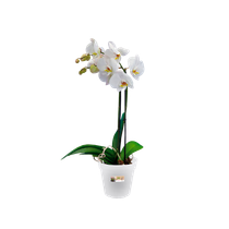 green-basics-orchidee-15cm-transparant