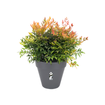 Pot de fleurs avec reserve d´eau 26x26x50cm anthracite - FURU