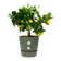 greenville round 30cm leaf green