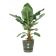 greenville round 55cm leaf green