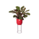 b.for studio rond 30cm rouge brilliant