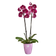 brussels diamond orchidee hoog 12,5cm levendig violet