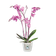 brussels orchidee 12,5cm transparant