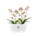 brussels orchidee duo 25cm wit
