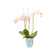 brussels orchidee hoog 12,5cm transparant