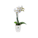 brussels orchid high 12,5cm white