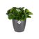 brussels round mini 12,5cm anthracite