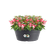 green basics bowl 38cm living black