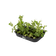 green basics kweektray m living black