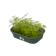 green basics grow tray s leaf green