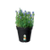 green basics pot de culture 17cm living noir