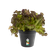 green basics growpot 15cm living black