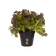green basics growpot 11cm living black