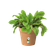 green basics growpot 13cm mild terra