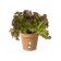 green basics growpot 11cm mild terra