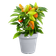 green basics growpot 15cm lilla sfumato